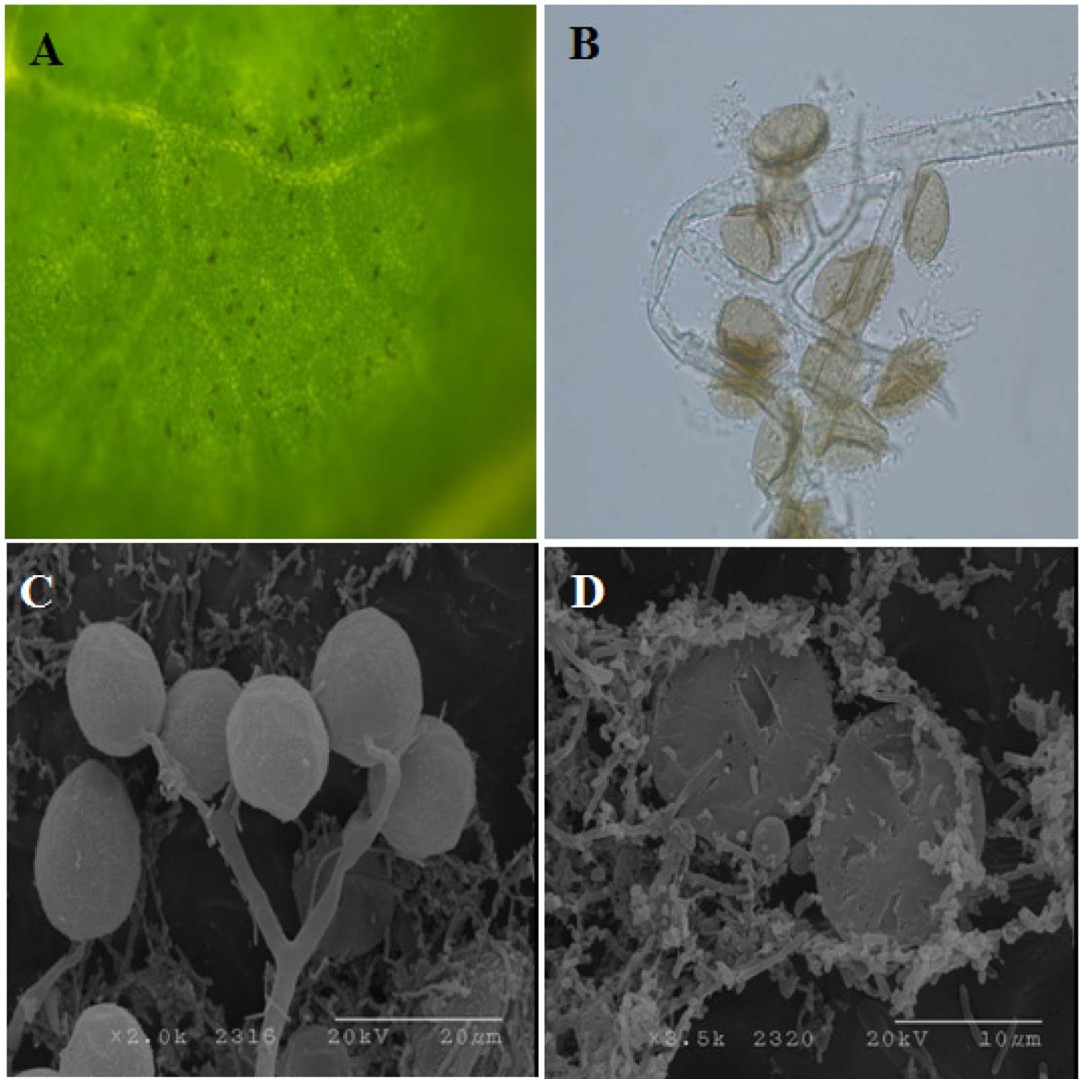 Suppression of downy mildew fungi on cucumber by treated with culture of B. amyloliquefaciens CC110 at 8 days after inoculation of P. cubensis at 20℃.