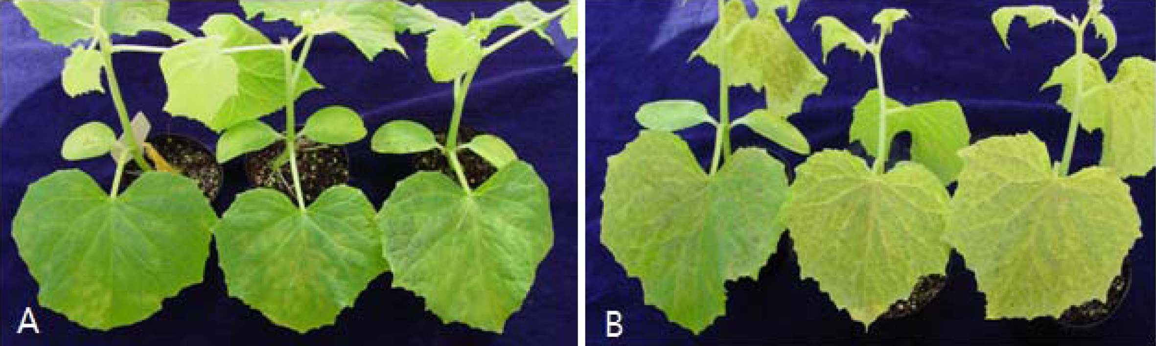 Control effect of downy mildew on the cucumber seedling treated with CC110 isolate.