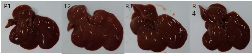 레스베라트롤 장기급여 예방 효과 실험군의 간의 육안적 변화