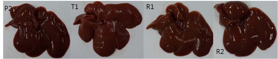 레스베라트롤 장기급여 치료 효과 실험군의 간의 육안적 변화