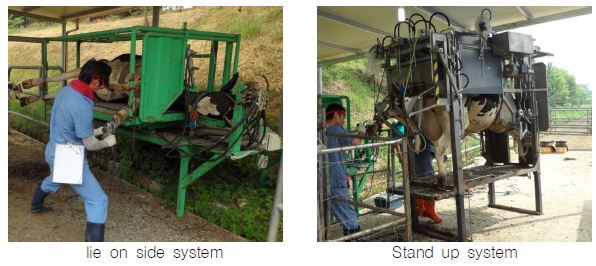 Hoof care equipment with “lie on side system” and “stand up system”