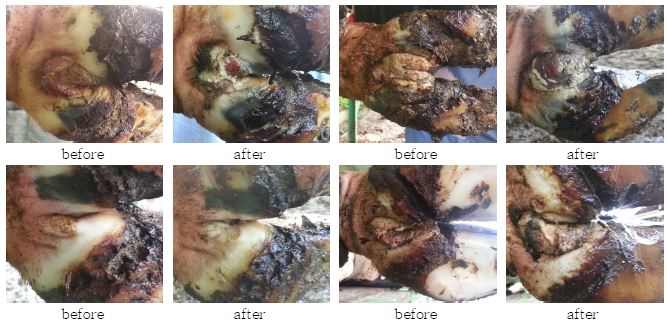 The change of digital dermatitis lesion after sugar therapy