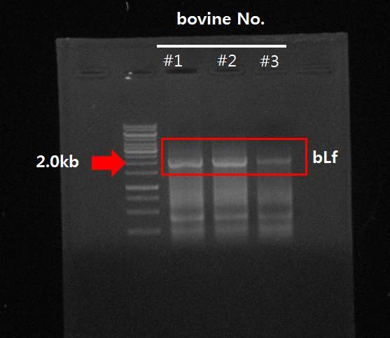 유선조직에서 RT-PCR을 사용하여 bovine lactoferrin gene 증폭