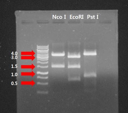 pGEM-T-bLf transformant에 대한 제한효소 확인