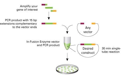 Infusion cloning 모식도