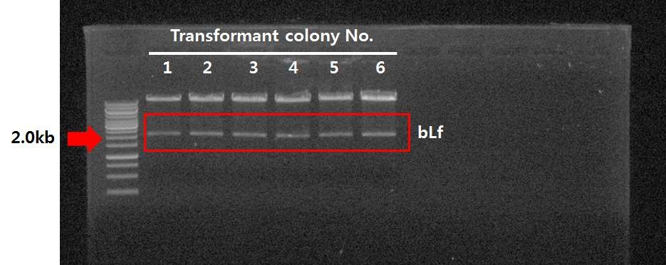 SpeI digestion으로 pCAMBIA1304-bLf1 transformant 확인