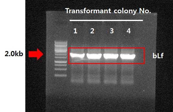 pCAMBIA1304-bLf1이 도입된 Agrobacterium transformant 확인