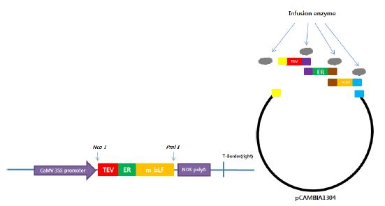 Expression cassette 구축(좌) and pCAMBIA1304-bLf2(우)