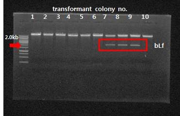 pCAMBIA1304-bLf2 구축 PCR analysis 확인