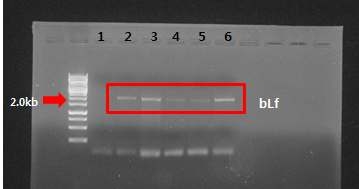 RT-PCR로 plant genome에 bLf DNA integration 유무 확인