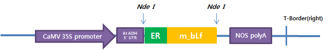 pRI-bLf1 모식도