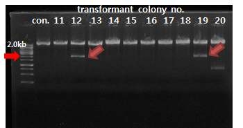 NdeI digestion으로 pRI-bLf1 transformants 확인