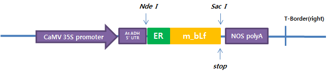 pRI-bLf23 모식도