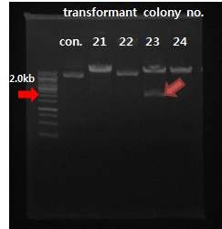 NdeI/SacI digestion으로 pRI-bLf2 transformants 확인