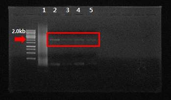 RT-PCR로 plant genome에 bLf DNA integration 유무 확인