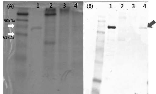 Agroinfiltration후 total protein에 대한 SDS-PAGE(A) and Immunodetection(B) 확인