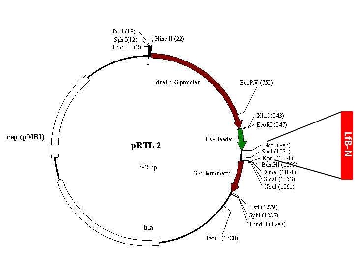 pRTL2-LfB-N 모식도