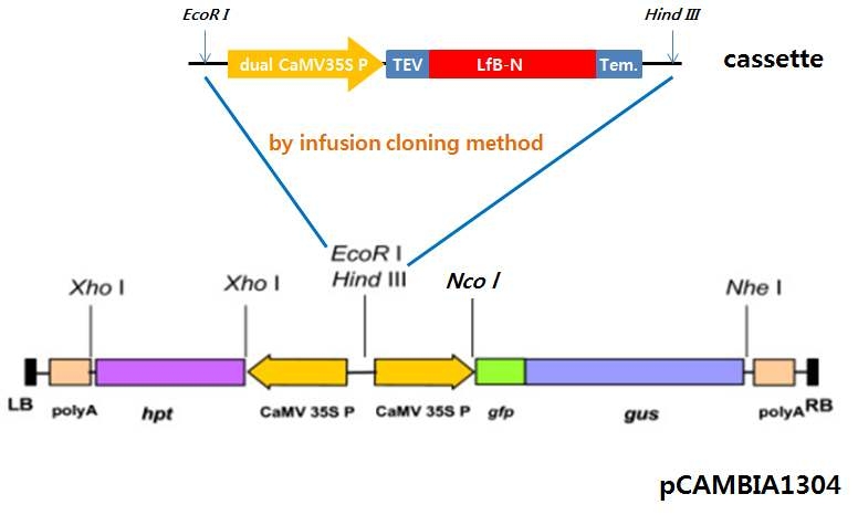 발현벡터 pGG12 구축 모식도