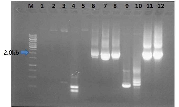 PCR analysis를 통한 pGG12 라이브러리 확인