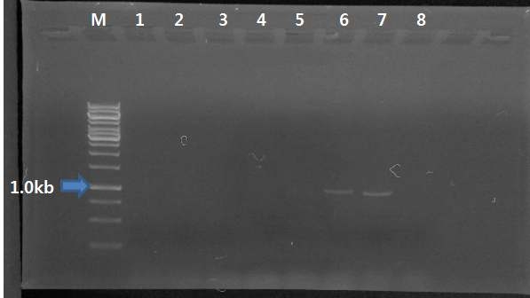 클로렐라 형질전환 PCR analysis