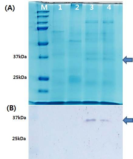 재조합 락토페린의 SDS-PAGE(A) 및 Immunodetection(B)