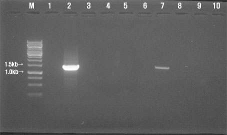 형질전환체 PCR 확인