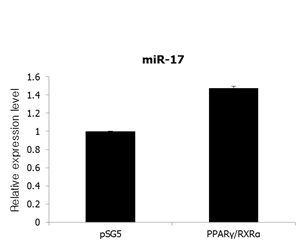 PPARγ 과발현에 의한 miR-17 발현 조사