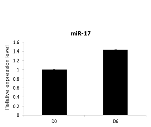 성숙한 지방세포에서 miR-17 발현 조사