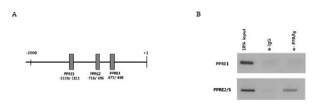 PPARγ 항체를 이용한 miR-92a/miR-17 프로모터 부위의 ChIP 조사