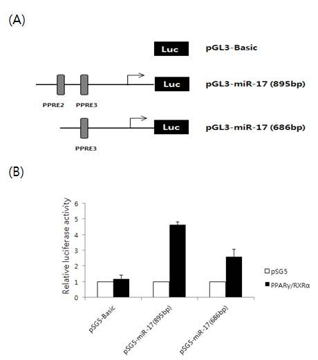 PPARγ/RXRα에 의한 miR-17 프로모터 부위의 luciferase 활성 조사