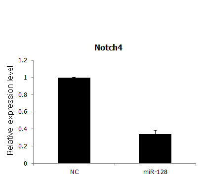 C2C12 세포주에서 miR-128에 의한 Notch4 유전자 발현 조사