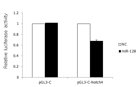 miR-128에 의한 Notch4의 luciferase 활성 조사