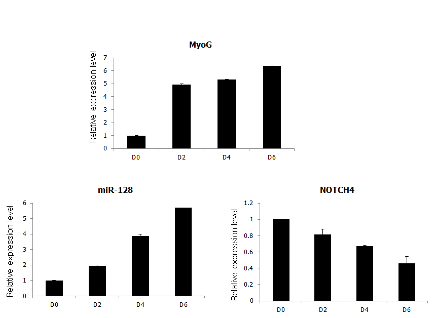 C2C12 세포를 근육 분화 유도시 miR-128과 Notch4 유전자의 발현 조사