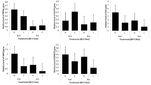 The interaction between BV and diets on adipogenic and myogenic gene expression of Hanwoo steers