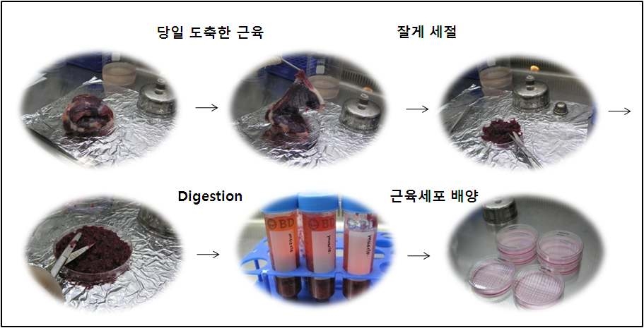 한우 근육줄기세포의 초기배양법