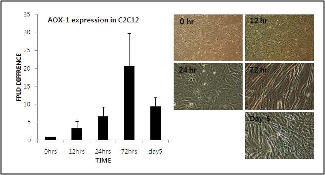 C2C12에서 AOX-1의 발현.