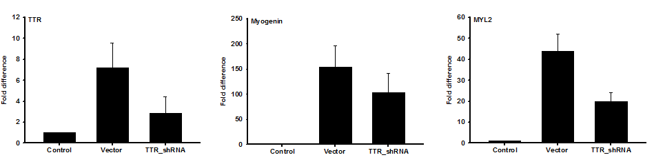 TTR knock-down에 따른 유전자 발현 관찰
