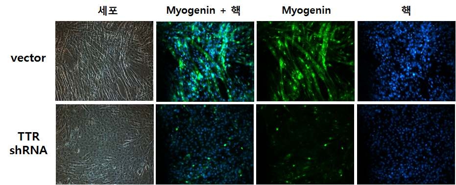 TTR knock down에 따른 myogenin 단백질의 발현 관찰