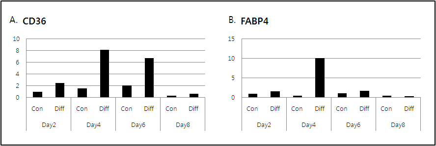3T3L1의 분화 후 시간대 별 CD36와 FABP4 유전자의 발현 확인