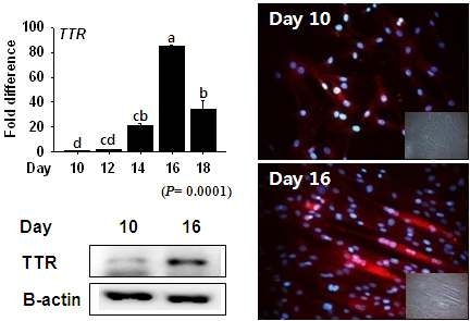 근육분화에 따른 TTR 유전자와 단백질의 발현을 관찰한 결과로 줄기세포를 추출하여 10일, 12일, 14일, 16일, 18일 동안 배양한 후 각각 RNA를 추출하여 유전자의 발현을 관찰하였다.