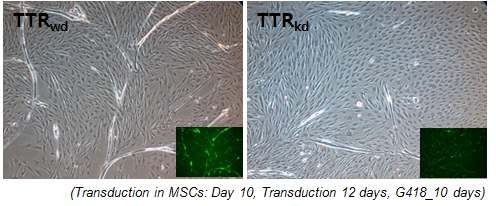 소의 근육줄기세포에 TTR 유전자의 knock-dwon을 유도하기 위해 TTR shRNA를 주입한 후 세포의 근육분화를 관찰한 결과이다.