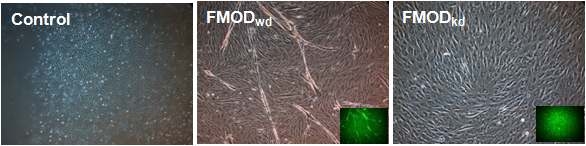 소의 근육줄기세포에 FMOD 유전자의 knock-dwon을 유도하기 위해 FMOD shRNA를 주입한 후 세포의 근육분화를 관찰한 결과이다