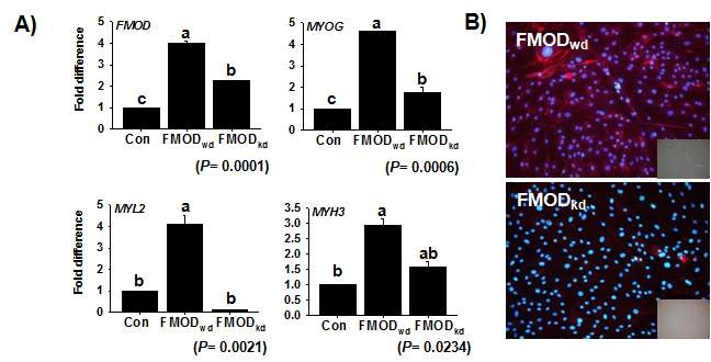 FMOD knock-down에 따른 FMOD 유전자와 근육분화관련 유전자의 발현을 관찰한 결과로 FMOD shRNA의 주입에 따라 FMOD 유전자의 발현이 감소하였다