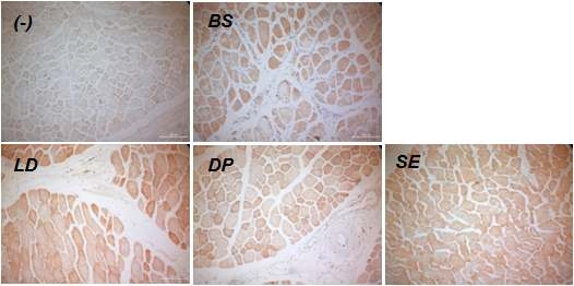 소의 근육부위 중 BS (사태), LD (등심), DP (양지), SE (홍두깨) 부위에서 FMOD단백질의 발현을 immunohistochemistry법을 이용하여 관찰하였다