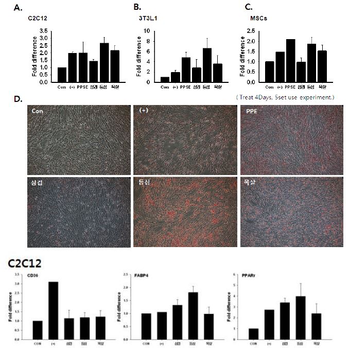 C2C12에서 돼지 근육 추출물을 처리하고 난 후 유전자 발현 관찰
