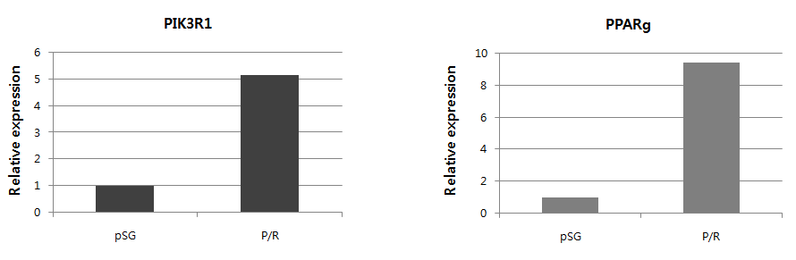 PPARγ의 과발현에 따른 PIK3R1의 유전자 발현 조사