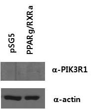 PPARγ의 과발현에 따른 PIK3R1의 단백질 발현 조사
