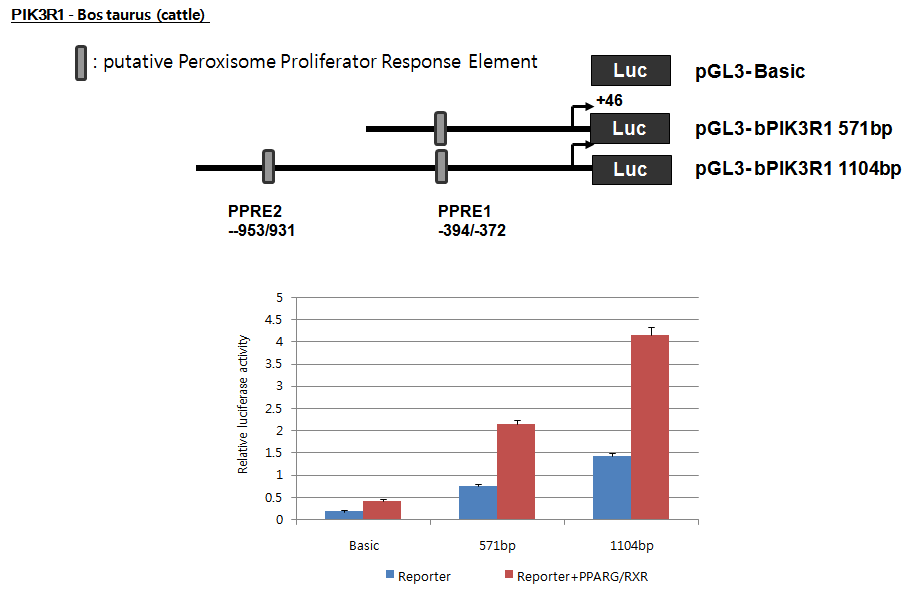 PPARγ/RXRα에 의한 bovine PIK3R1 프로모터 부위의 전사활성 조사