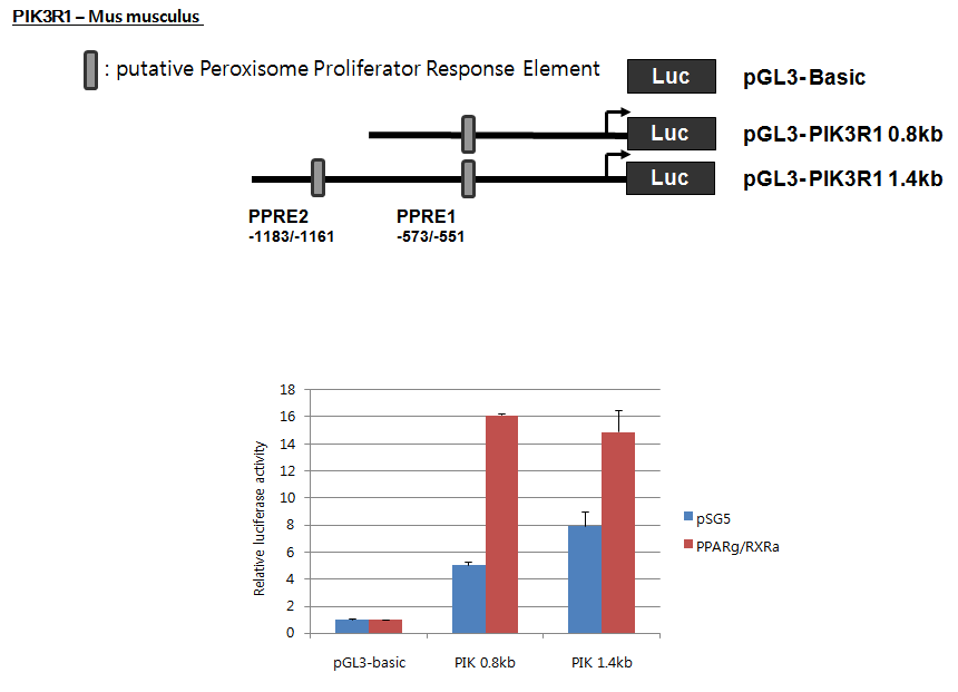 PPARγ/RXRα에 의한 mouse PIK3R1 프로모터의 전사활성 조사