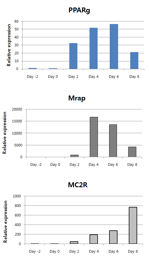지방전구세포의 지방분화 유도시 Mrap과 MC2R 유전자의 발현 조사